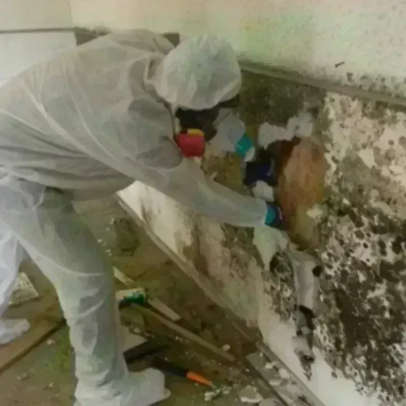 Mold Remediation and Removal in Eureka, CA